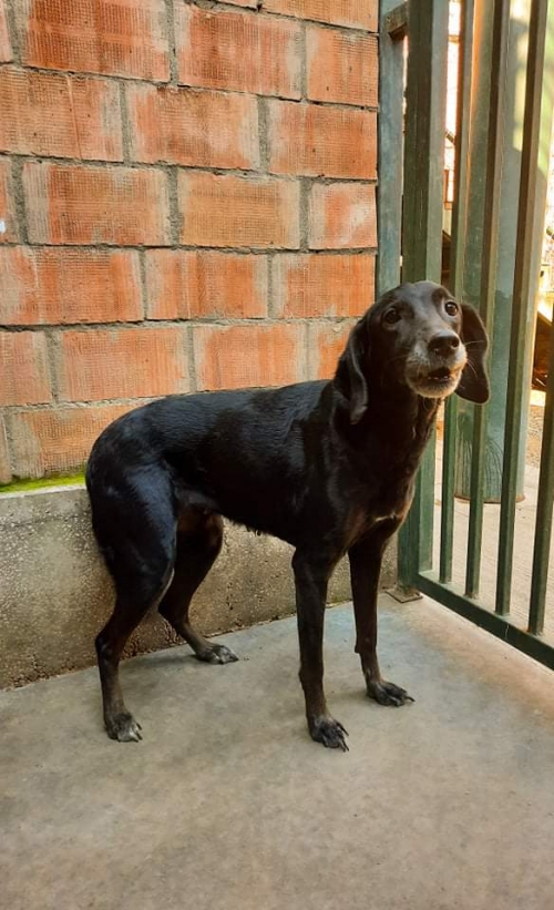 მეტისი პუმა