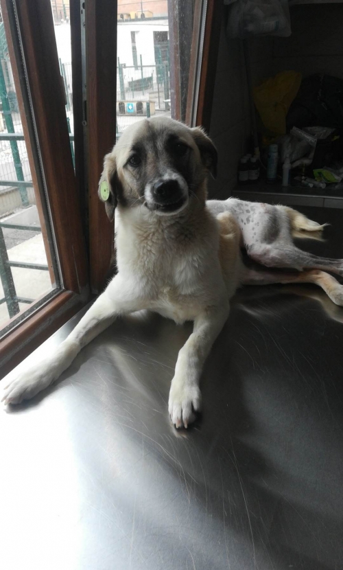 მეტისი ნაძალაევი კიკვიძეს ბაღი