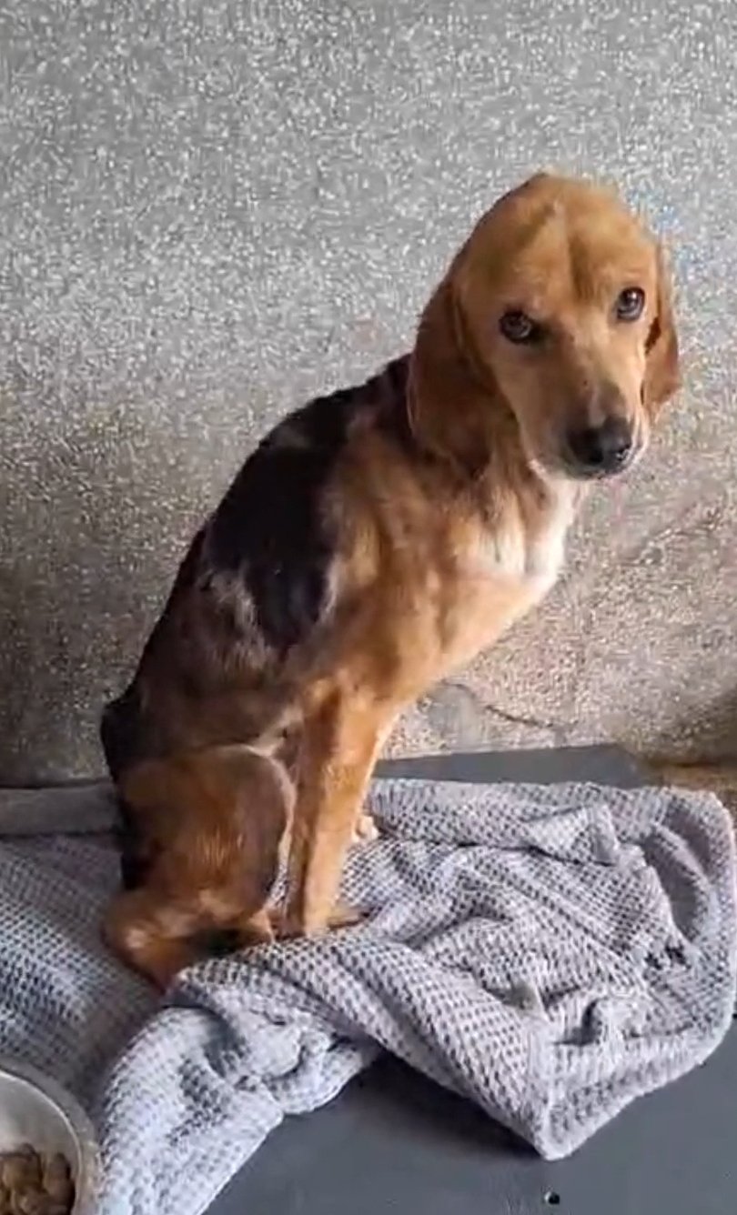 მეტისი. ხარაგაული