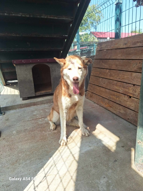 ლაიკა ზაჰესი . კეცხოველის ქუჩა