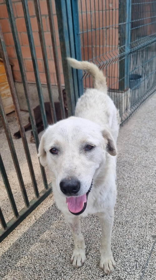 მეტისი ქ.რუსთავი