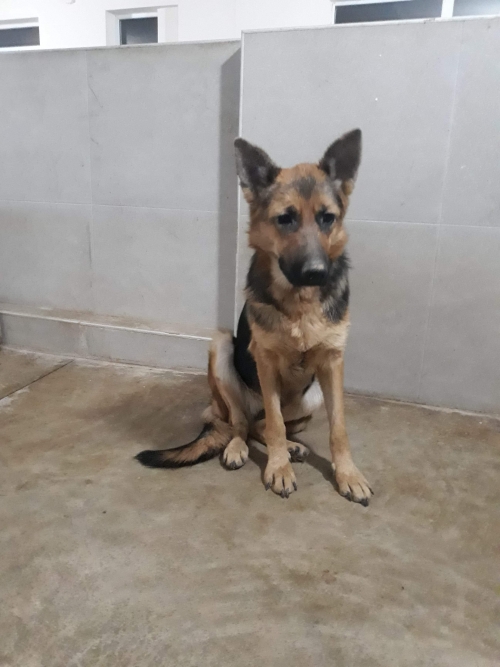 გერმანული ნაგაზი უსახელო