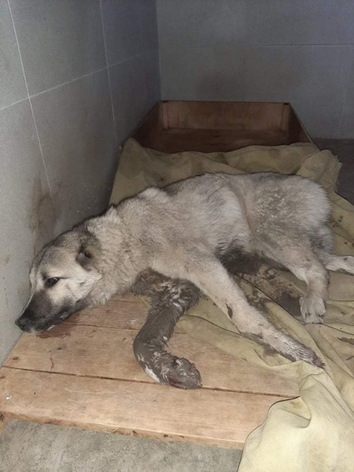 ქართული ქოფაკი დედოფლისწყარო