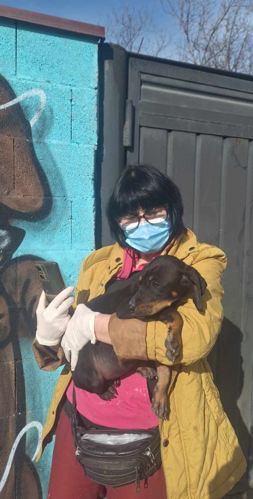 მეტისი ვარკეთილის ხიდები