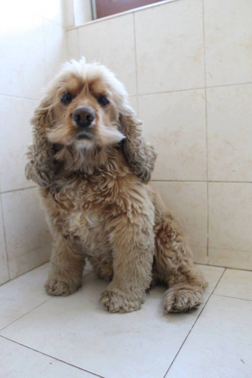 კოკერსპანიელი უსახელო