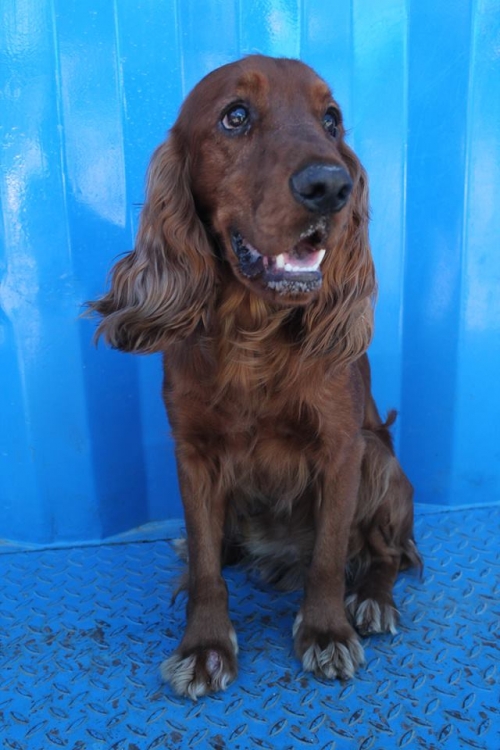 კოკერსპანიელი უსახელო