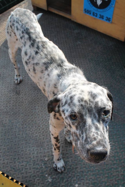 დალმატინი უსახელო