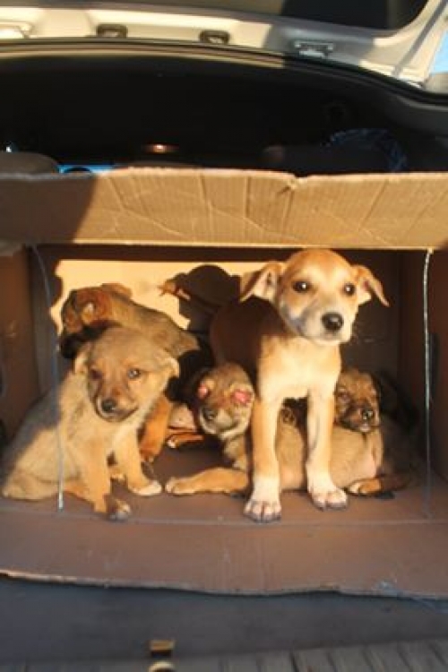 მეტისი უსახელო