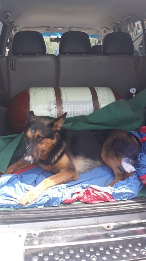 გერმანული ნაგაზი უსახელო