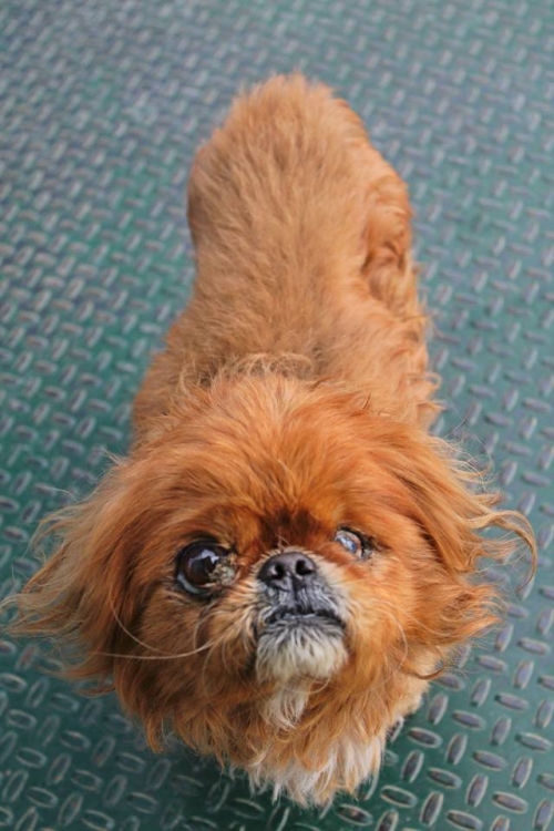 პეკინესი უსახელო