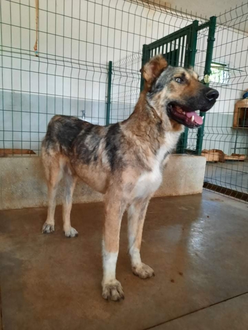 მეტისი ვაზისუბანი