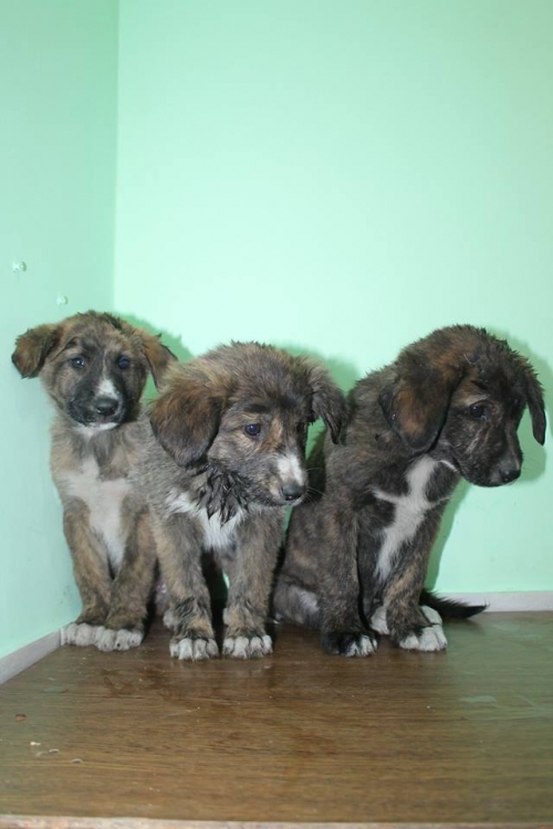 მეტისის ლეკვები უსახელო