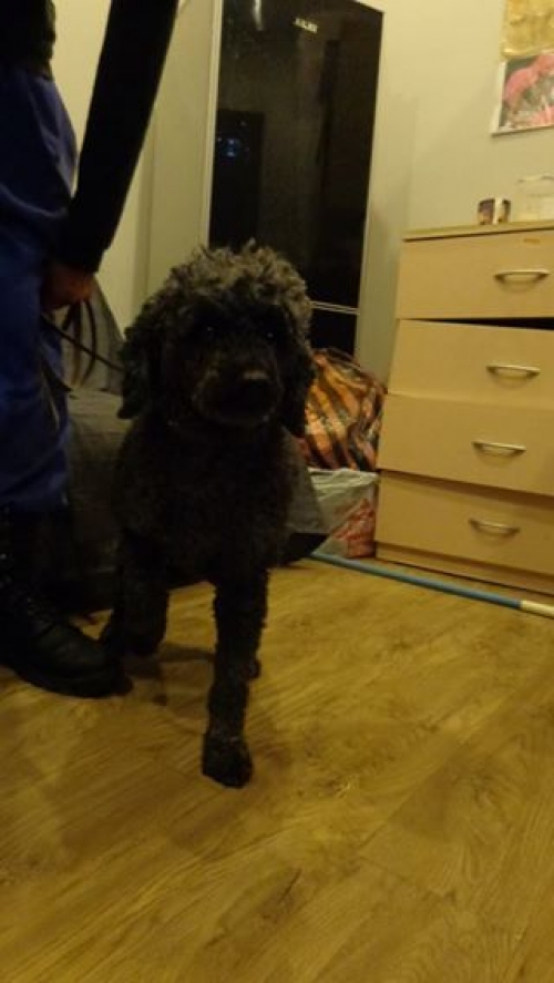 პუდელი უსახელო