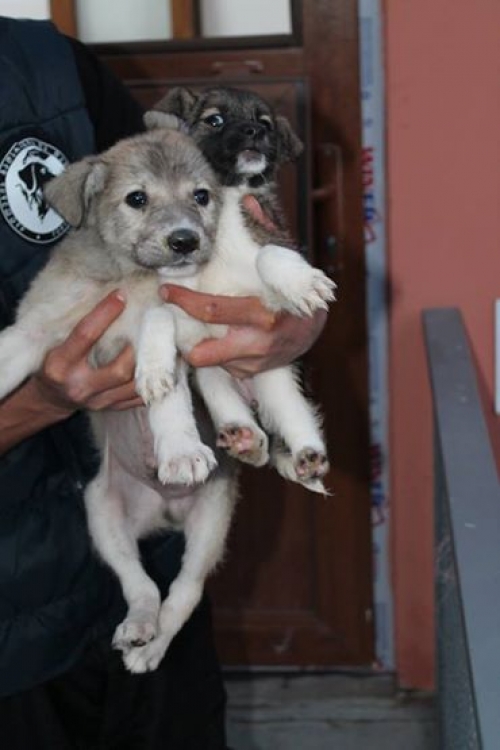 მეტისის ლეკვები უსახელოები