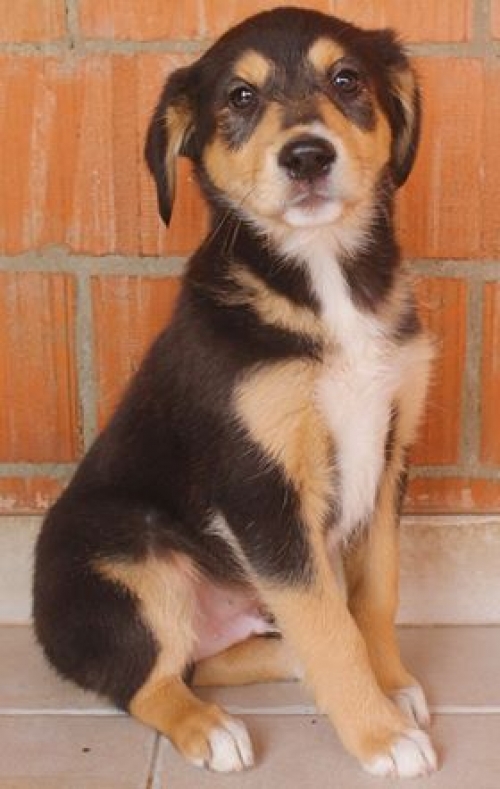 მეტისი უსახელო