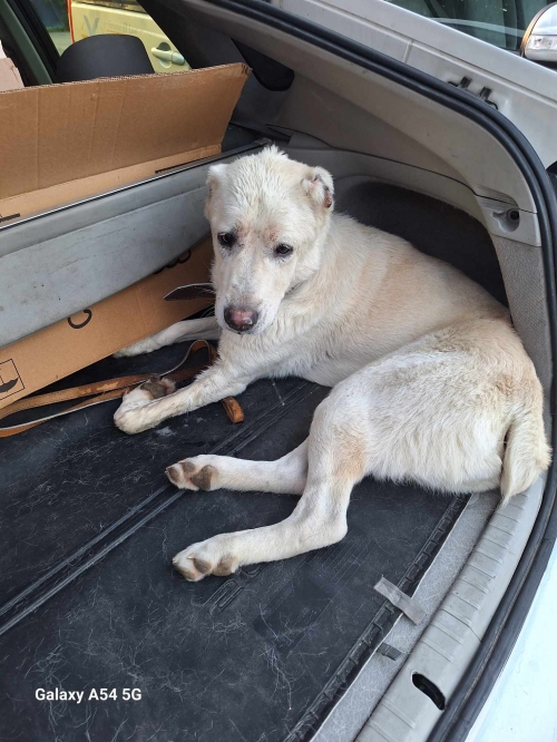 ქართული ნაგაზი ქოსა ,, მარტვილი. ტაქს გამოატანა დედაო