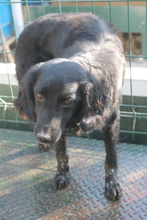 რუსული კოკერ სპანელი უსახელო