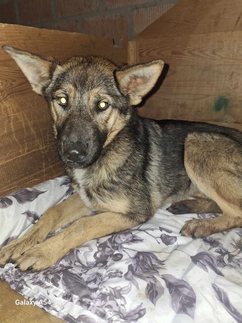 მეტისი გაჩიანის გზა