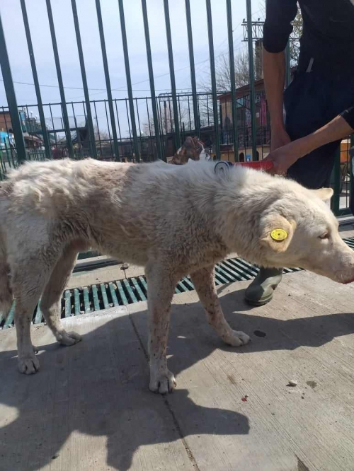 მეტისი ორთაჭალა გორგასლის ქუჩა 22