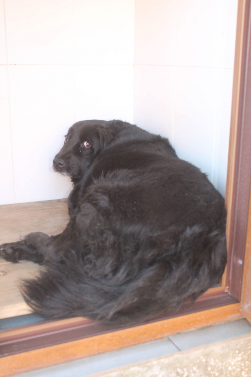 ქართული ქოფაკი უსახელო