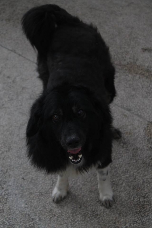 მეტისი უსახელო