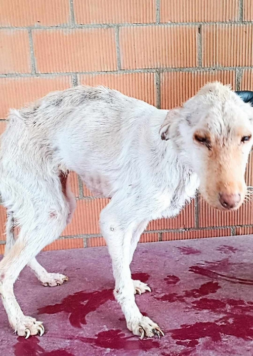 მეტისი თელავი