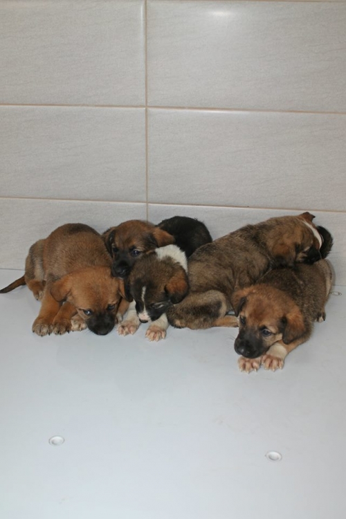 მეტისის ლეკვები უსახელო