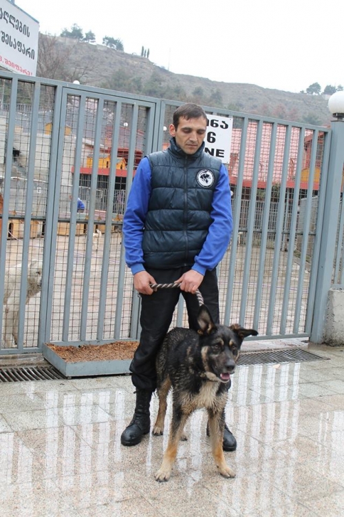 გერმანული ნაგაზის მეტისი უსახელო