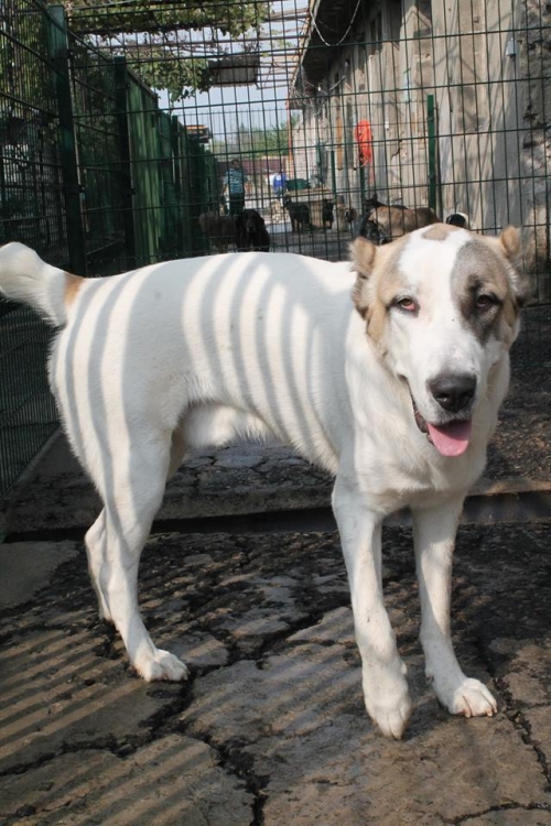 ქართული ნაგაზი ცოპა