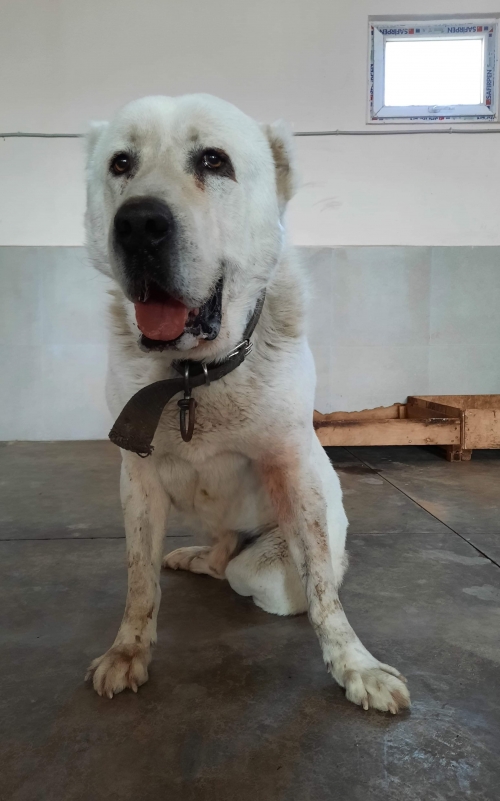 ქართული ნაგაზი მოსკოვის გამზირი