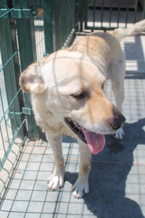 ლაბრადორი უსახელო