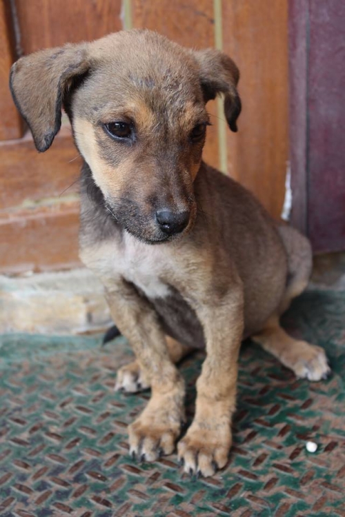 მეტისი ჯესი