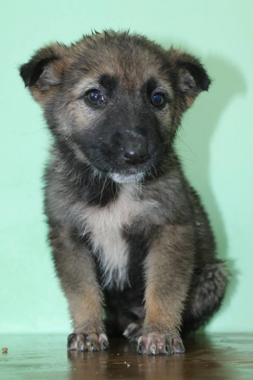 მეტისი ბუბუ