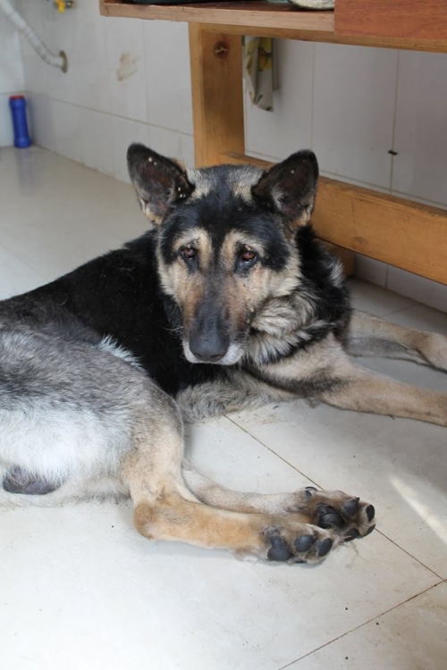 აღმოსავლეთ ევროპული ნაგაზი უსახელო