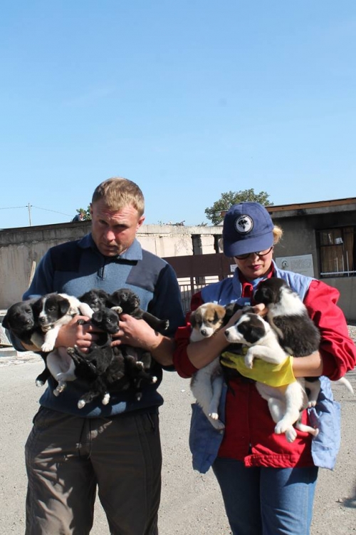 მეტისის ლეკვები უსახელო