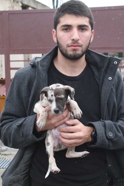 სეტერის მეტისი უსახელო