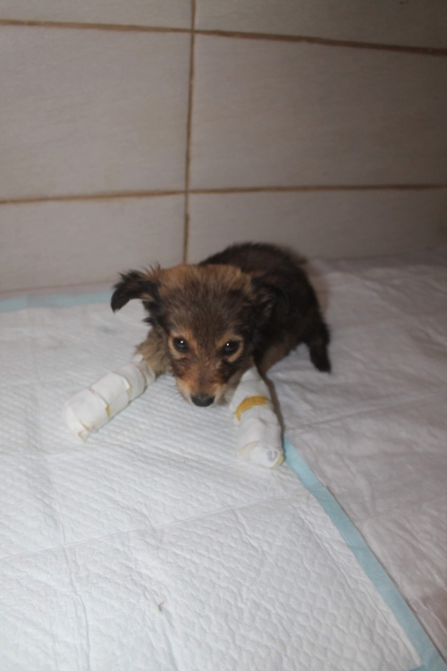 მეტისი უსახელო