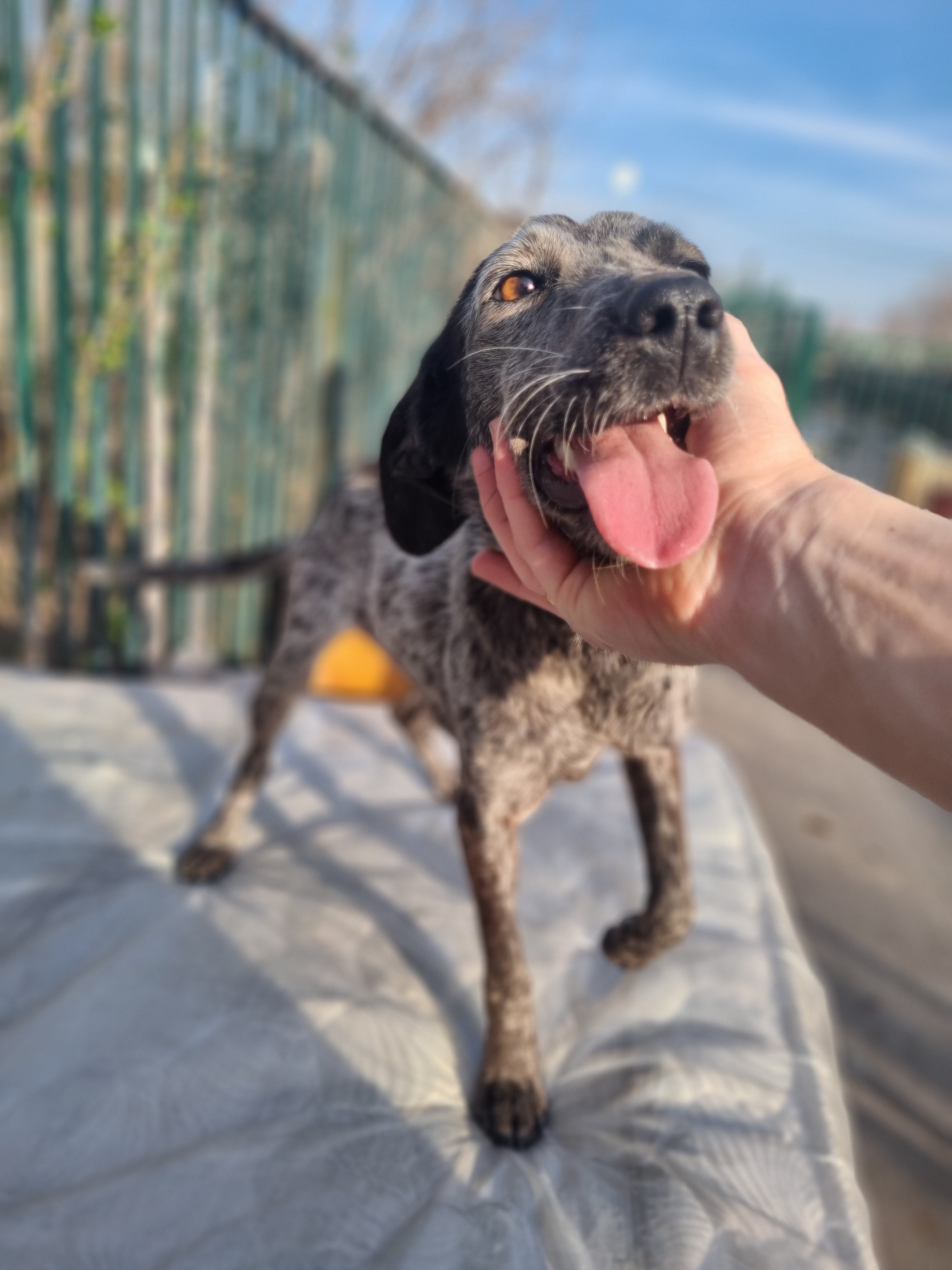 კურცჰაარის მეტისი. სიღნაღი