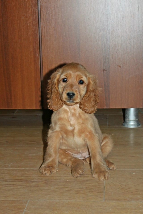 კოკერსპანიელი პუსკა