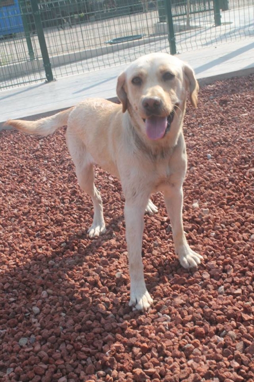 ლაბრადორი ლილუ