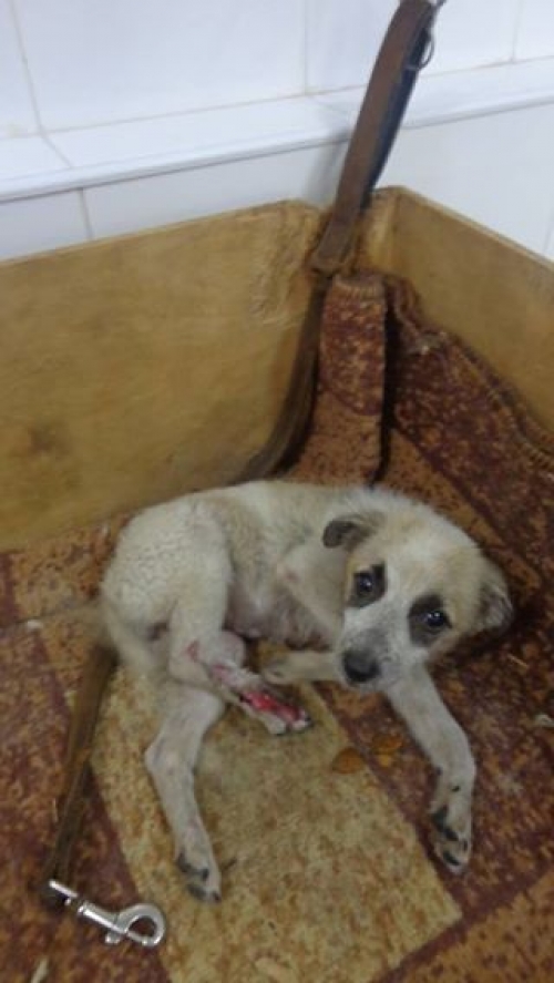 მეტისი უსახელო