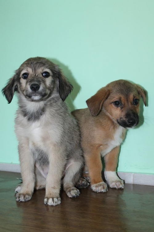 მეტისის ლეკვები უსახელო