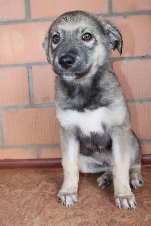 ქართული ქოფაკი უსახელო