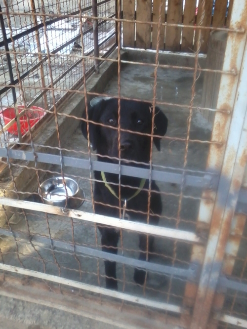 მეტისი ჩაპი