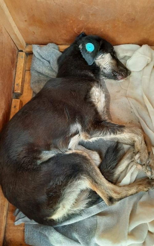 მეტისი კონიაკის დასახლება ავჭალა