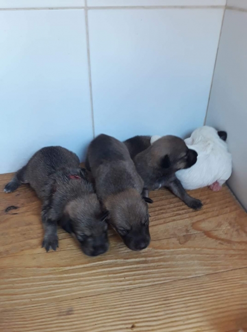 მეტისი დატოვეს თავშესაფრის კარებთან