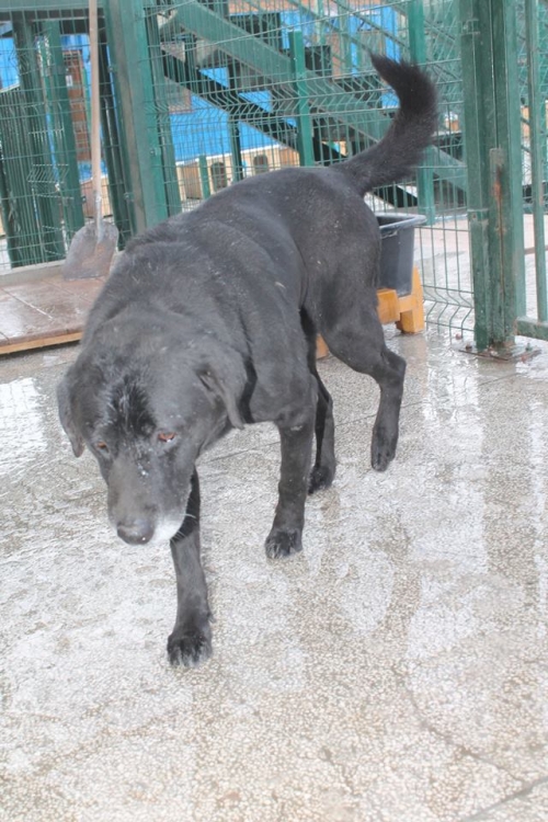 ლაბრადორი დეპი