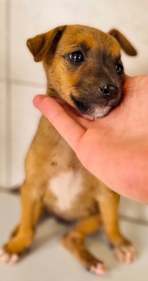 მეტისი ნახალოვკა ქარვასლა