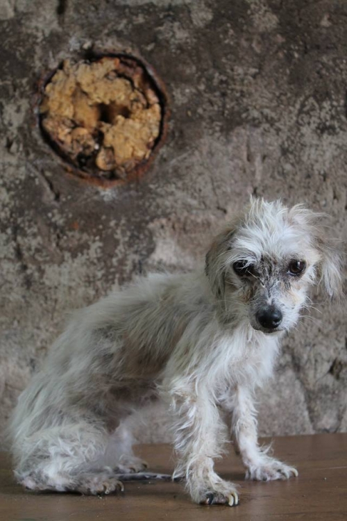 ბალონკის მეტისი ბუბუ