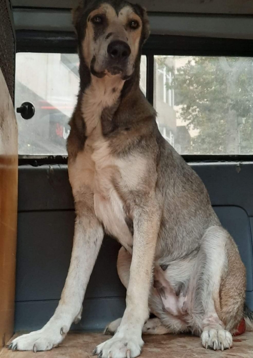 ქართული ნაგაზი ტორა